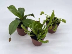 Carnivorous Plant Set, Venus Fly Trap Assortment, Nepenthes, Rotundifolia, Set Of 3, Premium Collection,2 Inch Pot, Windowsill Plants, Gift -Cheap Plantly Store il fullxfull.3811121119 hrdw