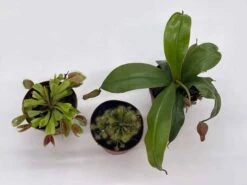 Carnivorous Plant Set, Venus Fly Trap Assortment, Nepenthes, Rotundifolia, Set Of 3, Premium Collection,2 Inch Pot, Windowsill Plants, Gift -Cheap Plantly Store il fullxfull.3811121139 fv74