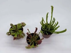 Carnivorous Plant Set, Venus Fly Trap Assortment, Nepenthes, Rotundifolia, Set Of 3, Premium Collection,2 Inch Pot, Windowsill Plants, Gift -Cheap Plantly Store il fullxfull.3811121141 62a8