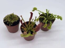Carnivorous Plant Set, Venus Fly Trap Assortment, Nepenthes, Rotundifolia, Set Of 3, Premium Collection,2 Inch Pot, Windowsill Plants, Gift -Cheap Plantly Store il fullxfull.3811121149 ppef