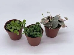 Succulent Strings Set Of 3 | Plant Gift -Cheap Plantly Store il fullxfull.3811127129 1qk1