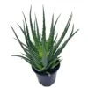 Giant Aloe Vera / Extra Large Aloe Barbadensis Miller / Natural Aloe Vera Gel Plant -Cheap Plantly Store il fullxfull.3811135305 5w84