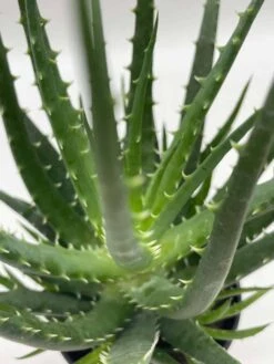 Giant Aloe Vera / Extra Large Aloe Barbadensis Miller / Natural Aloe Vera Gel Plant -Cheap Plantly Store il fullxfull.3811135787 oequ