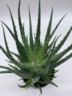 Giant Aloe Vera / Extra Large Aloe Barbadensis Miller / Natural Aloe Vera Gel Plant -Cheap Plantly Store il fullxfull.3811135885 k46m