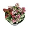 Polka-dot-plant, Hypoestes Phyllostachya, Tricolor, Red Pink And White, Very Limited, In A 4 Inch Pot Super Cute 1 Polka-dot-plant, Hypoestes Phyllostachya, Tricolor, Red Pink And White, Very Limited, In A 4 Inch Pot Super Cute -Cheap Plantly Store il fullxfull.3811147087 9c36