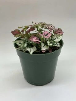 Polka-dot-plant, Hypoestes Phyllostachya, Tricolor, Red Pink And White, Very Limited, In A 4 Inch Pot Super Cute -Cheap Plantly Store il fullxfull.3811147563 6k5n