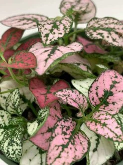 Polka-dot-plant, Hypoestes Phyllostachya, Tricolor, Red Pink And White, Very Limited, In A 4 Inch Pot Super Cute -Cheap Plantly Store il fullxfull.3811147649 s9e3