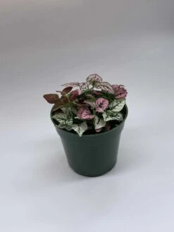 Polka-dot-plant, Hypoestes Phyllostachya, Tricolor, Red Pink And White, Very Limited, In A 4 Inch Pot Super Cute -Cheap Plantly Store il fullxfull.3811147725 72i5