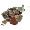 Variegated String Of Hearts, Ceropegia Woodii, In 2 Inch Pot, Well Rooted, Extremely Rare, Var, Variegata -Cheap Plantly Store il fullxfull.3811157069 g6ah
