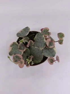Variegated String Of Hearts, Ceropegia Woodii, In 2 Inch Pot, Well Rooted, Extremely Rare, Var, Variegata -Cheap Plantly Store il fullxfull.3811157807 7oqf