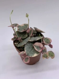 Variegated String Of Hearts, Ceropegia Woodii, In 2 Inch Pot, Well Rooted, Extremely Rare, Var, Variegata -Cheap Plantly Store il fullxfull.3811157833 ry14