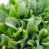 Large Succulent Plant Ripple Jade Wavy Rippled Green Petals Wonderful Addition To Drought Tolerant Landscape -Cheap Plantly Store il fullxfull.472276619 c19d