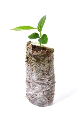 TreesAgain Key Lime Tree - Citrus × Aurantiifolia - 3 Starter Plugs