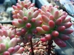 Large Sedum Aurora Also Known As Jelly Beans 12 Large Sedum Aurora Also Known As Jelly Beans -Cheap Plantly Store il fullxfull.528331234 owsb