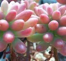 Large Sedum Aurora Also Known As Jelly Beans 5 Large Sedum Aurora Also Known As Jelly Beans - Image 3
