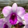 Dendrobium Ocean Blue Comes In 4" Pot Beautiful Plants From Hawai -Cheap Plantly Store il fullxfull.5296206103 eof8