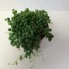 Medium Succulent Plant - Senecio Rowleyanus 'String Of Pearls' -Cheap Plantly Store il fullxfull.647134092 oshh