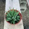 Medium Succulent Plants - Zebra Plant Or Haworthia Fasciata Succulent -Cheap Plantly Store il fullxfull.655523542 db73