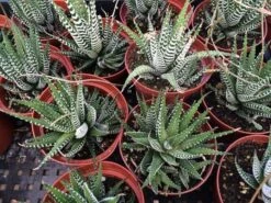 Medium Succulent Plants - Zebra Plant Or Haworthia Fasciata Succulent -Cheap Plantly Store il fullxfull.655645299 9m8b