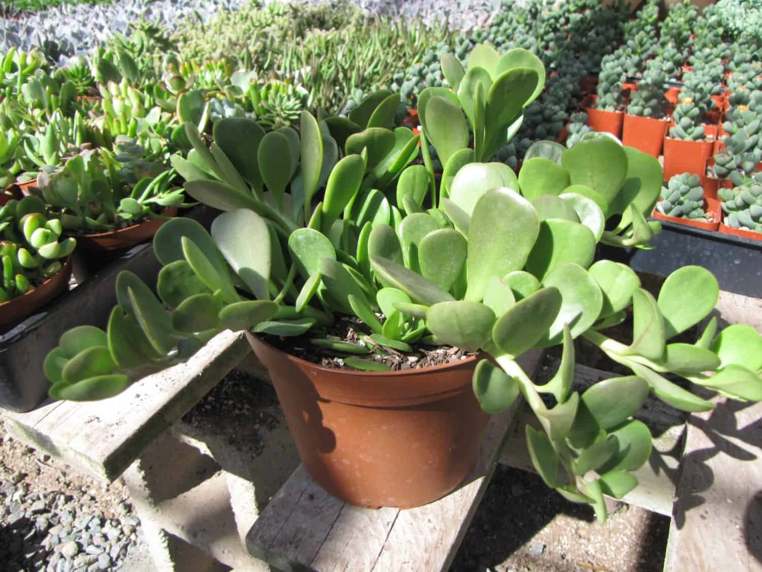 Medium Succulent Plant - Senecio Jacobsenii. This Plant Has Exquisite Coloring. 3 Medium Succulent Plant - Senecio Jacobsenii. This Plant Has Exquisite Coloring.