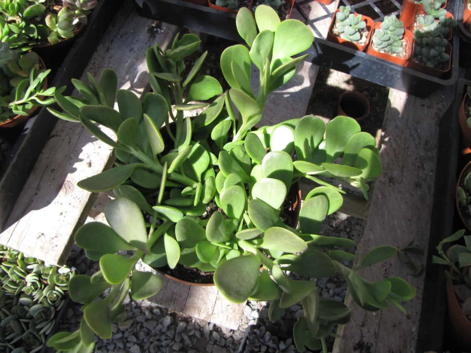 Medium Succulent Plant - Senecio Jacobsenii. This Plant Has Exquisite Coloring. 4 Medium Succulent Plant - Senecio Jacobsenii. This Plant Has Exquisite Coloring. - Image 2