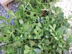Medium Succulent Plant - Senecio Jacobsenii. This Plant Has Exquisite Coloring. 7 Medium Succulent Plant - Senecio Jacobsenii. This Plant Has Exquisite Coloring. -Cheap Plantly Store il fullxfull.657358145 5v78