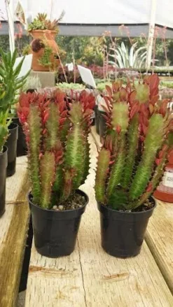 Mature Royal Red | Good Luck Plant -Cheap Plantly Store il fullxfull.658878360 f3on