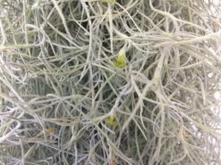 Air Plant Mature Live Spanish Moss | A Silvery-gray Plant That Is So Unique. -Cheap Plantly Store il fullxfull.765906468 7paw