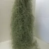 Air Plant Mature Live Spanish Moss | A Silvery-gray Plant That Is So Unique.