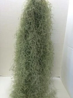 Air Plant Mature Live Spanish Moss | A Silvery-gray Plant That Is So Unique. -Cheap Plantly Store il fullxfull.765907094 5mgp