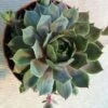 Medium Succulent Plant - Hen's And Chicks Sempervivum Pacific Blue Ice -Cheap Plantly Store il fullxfull.779609312 fzab