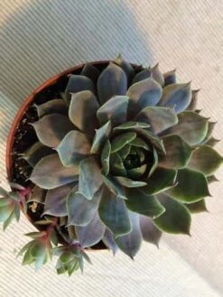 Medium Succulent Plant - Hen's And Chicks Sempervivum Pacific Blue Ice -Cheap Plantly Store il fullxfull.779609430 oe13