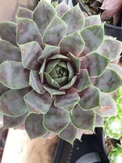 Medium Succulent Plant - Hen's And Chicks Sempervivum Pacific Blue Ice -Cheap Plantly Store il fullxfull.779609604 rypb