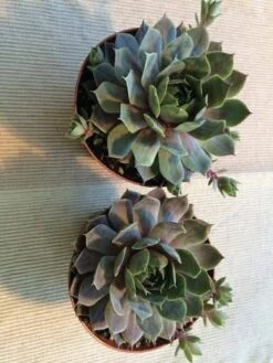 Medium Succulent Plant - Hen's And Chicks Sempervivum Pacific Blue Ice -Cheap Plantly Store il fullxfull.779613619 onu3