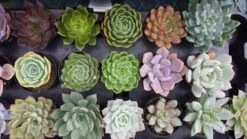 Four Small Succulent Plants - You Choose 4 11 Four Small Succulent Plants - You Choose 4 -Cheap Plantly Store il fullxfull.815354747 gika