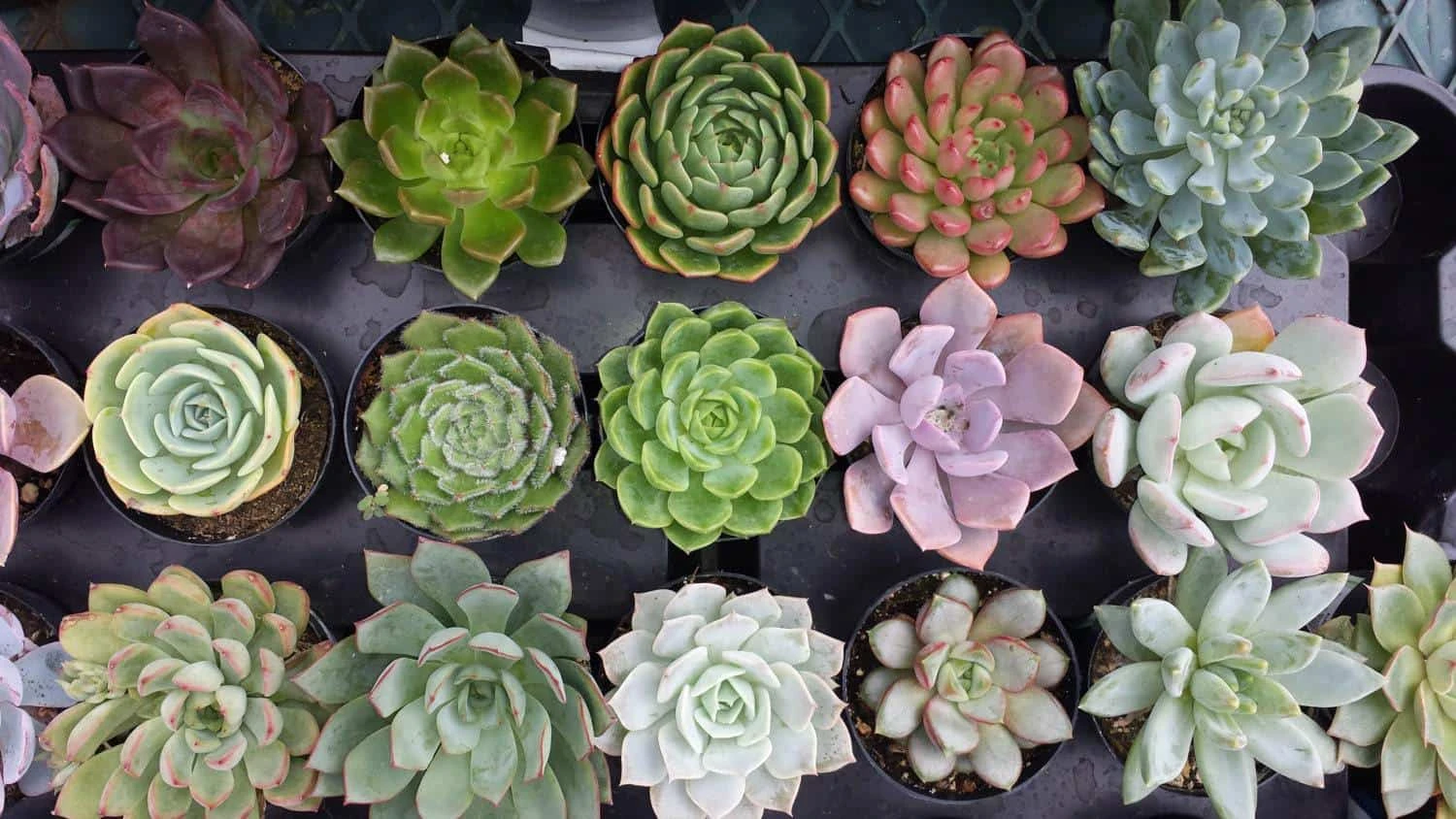 Four Small Succulent Plants - You Choose 4 5 Four Small Succulent Plants - You Choose 4 - Image 3