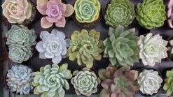 Four Small Succulent Plants - You Choose 4 12 Four Small Succulent Plants - You Choose 4 -Cheap Plantly Store il fullxfull.815574812 n8fu