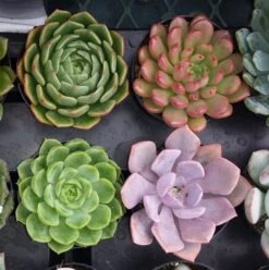 Four Small Succulent Plants In Pots. You Choose 4 Small Plants Shipped In Pots -Cheap Plantly Store il fullxfull.815582358 g4zx