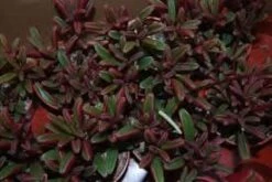 Medium Succulent Plant - Peperomia Graveolens. A Beautifiul Plant With Spectacular Color Contrasts. 11 Medium Succulent Plant - Peperomia Graveolens. A Beautifiul Plant With Spectacular Color Contrasts. -Cheap Plantly Store il fullxfull.832587517 ohrw