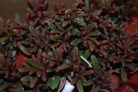 Medium Succulent Plant - Peperomia Graveolens. A Beautifiul Plant With Spectacular Color Contrasts. 7 Medium Succulent Plant - Peperomia Graveolens. A Beautifiul Plant With Spectacular Color Contrasts. - Image 5