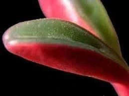 Medium Succulent Plant - Peperomia Graveolens. A Beautifiul Plant With Spectacular Color Contrasts. 4 Medium Succulent Plant - Peperomia Graveolens. A Beautifiul Plant With Spectacular Color Contrasts. - Image 2