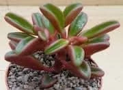 Medium Succulent Plant - Peperomia Graveolens. A Beautifiul Plant With Spectacular Color Contrasts. 5 Medium Succulent Plant - Peperomia Graveolens. A Beautifiul Plant With Spectacular Color Contrasts. - Image 3