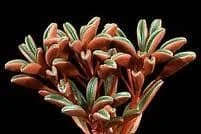 Medium Succulent Plant - Peperomia Graveolens. A Beautifiul Plant With Spectacular Color Contrasts. 6 Medium Succulent Plant - Peperomia Graveolens. A Beautifiul Plant With Spectacular Color Contrasts. - Image 4