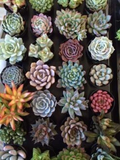 Four Small Succulent Plants In Pots. You Choose 4 Small Plants Shipped In Pots -Cheap Plantly Store il fullxfull.921385310 chh8