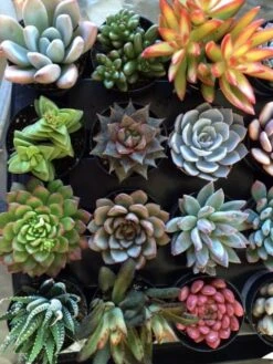 Four Small Succulent Plants In Pots. You Choose 4 Small Plants Shipped In Pots -Cheap Plantly Store il fullxfull.921385320 qkaw