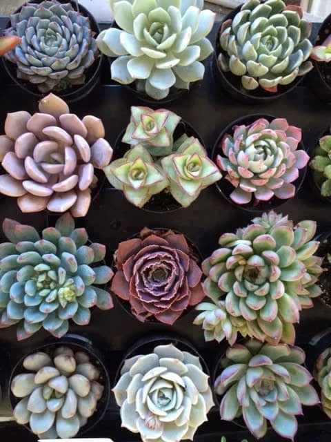 Four Small Succulent Plants - You Choose 4 8 Four Small Succulent Plants - You Choose 4 - Image 6