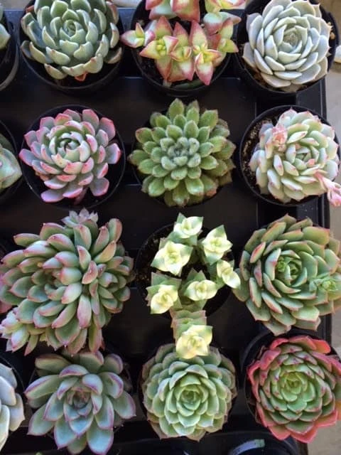 Four Small Succulent Plants - You Choose 4 9 Four Small Succulent Plants - You Choose 4 - Image 7