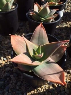 Mature Aloe Hybrid | Aloe Striata Hybrid Or Ghost Aloe | A Beautiul Purple-gray Aloe 10 Mature Aloe Hybrid | Aloe Striata Hybrid Or Ghost Aloe | A Beautiul Purple-gray Aloe -Cheap Plantly Store il fullxfull.935516429 41vj