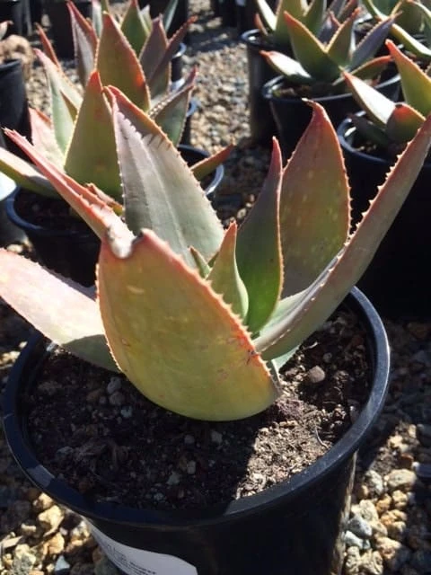 Mature Aloe Hybrid | Aloe Striata Hybrid Or Ghost Aloe | A Beautiul Purple-gray Aloe 5 Mature Aloe Hybrid | Aloe Striata Hybrid Or Ghost Aloe | A Beautiul Purple-gray Aloe - Image 3