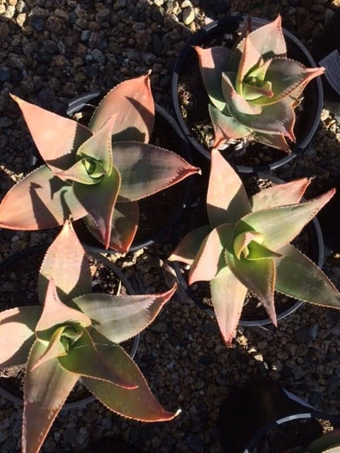 Mature Aloe Hybrid | Aloe Striata Hybrid Or Ghost Aloe | A Beautiul Purple-gray Aloe 7 Mature Aloe Hybrid | Aloe Striata Hybrid Or Ghost Aloe | A Beautiul Purple-gray Aloe - Image 5